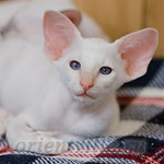 Сиамский котенок. 2 мес