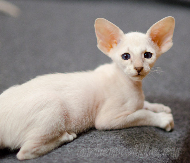 Сиамский котенок. 2 мес