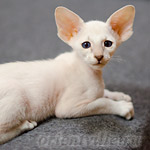 Сиамский котенок. 2 мес