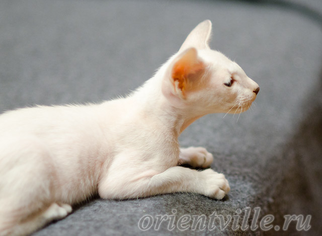 Сиамский котенок. 2 мес