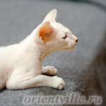 Сиамский котенок. 2 мес