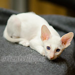 Сиамский котенок. 2 мес