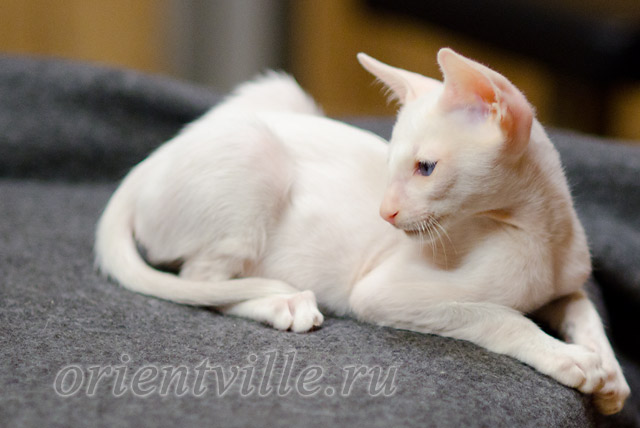 Сиамский котенок. 2 мес