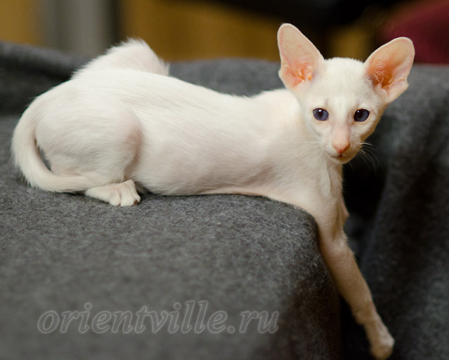 Сиамский котенок. 2 мес