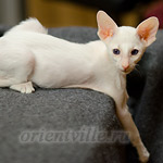 Сиамский котенок. 2 мес