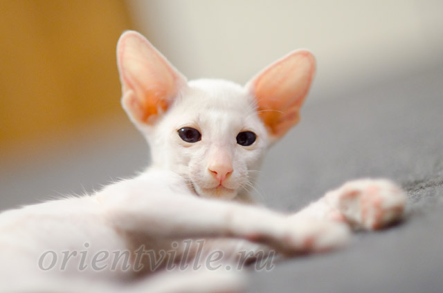 Сиамский котенок. 2 мес