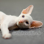 Сиамский котенок. 2 мес