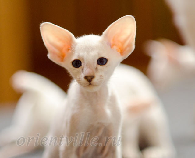 Сиамский котенок. 2 мес