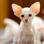 Сиамский котенок. 2 мес