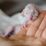 Сиамский котенок