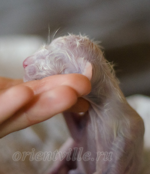 Новорожденный котенок