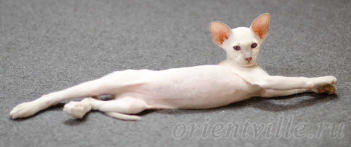 Сиамский котенок. 2 мес