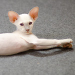 Сиамский котенок. 2 мес