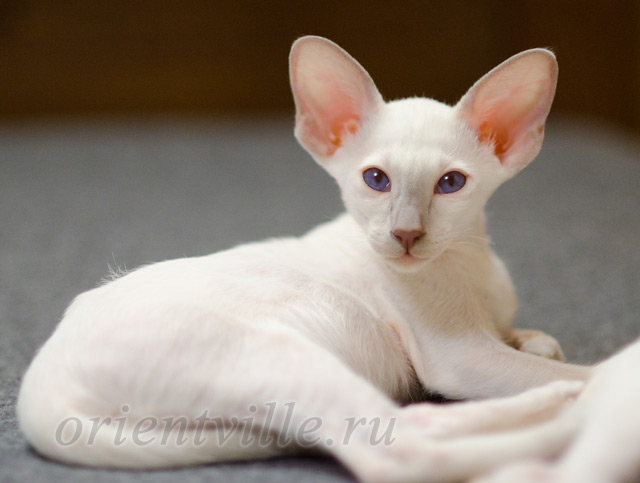 Сиамский котенок. 2 мес