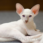 Сиамский котенок. 2 мес