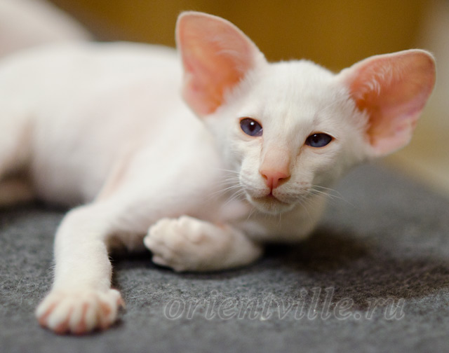 Сиамский котенок. 2 мес