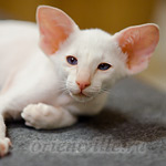 Сиамский котенок. 2 мес