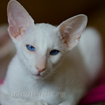 Сиамский котенок. 4 мес