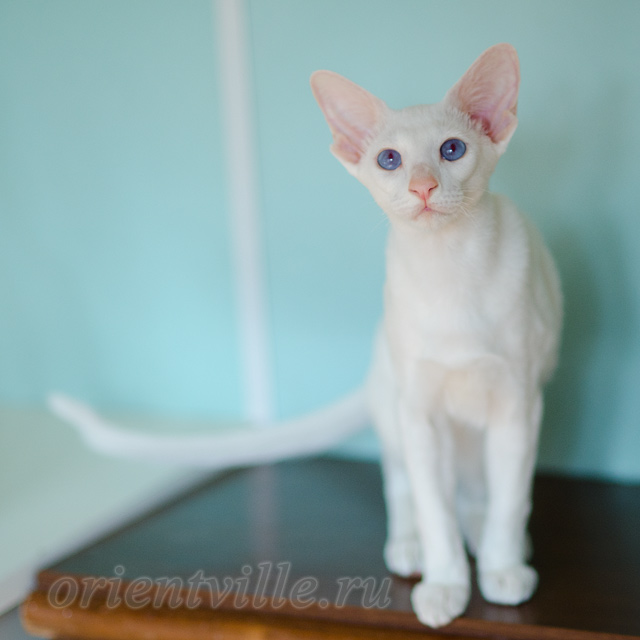 Сиамский котенок. 5 мес