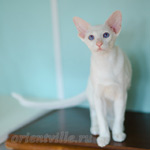 Сиамский котенок. 5 мес