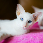 Сиамский котенок. 5 мес