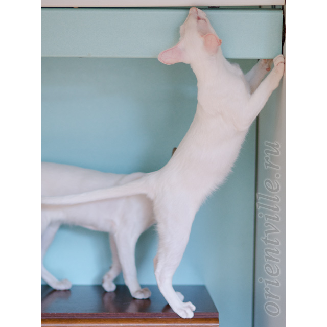 Сиамский котенок. 5 мес