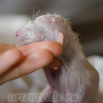 Новорожденный котенок