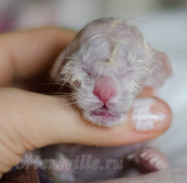 Новорожденный котенок