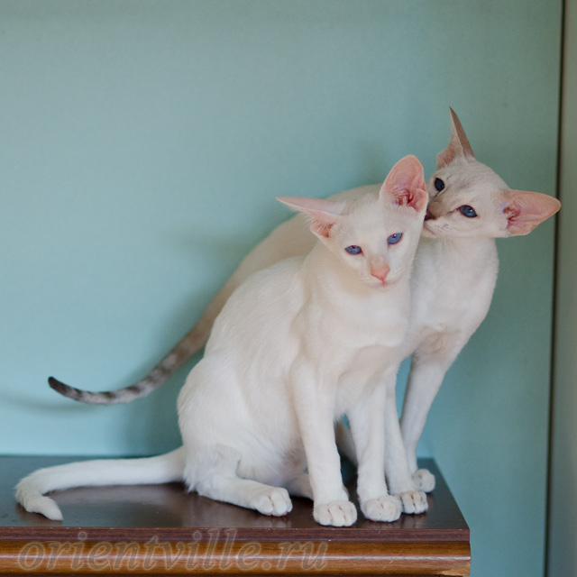 Сиамский котенок. 5 мес