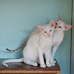 Сиамский котенок. 5 мес