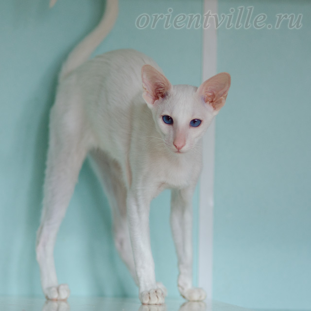 Сиамский котенок. 5 мес