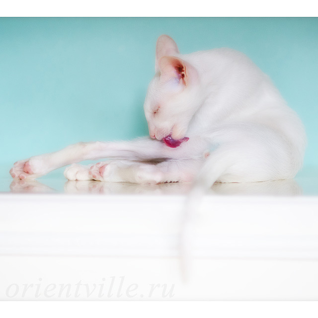 Сиамский котенок. 5 мес