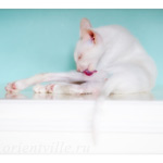 Сиамский котенок. 5 мес