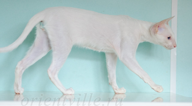 Сиамский котенок. 5 мес