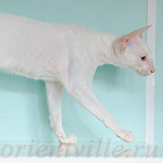 Сиамский котенок. 5 мес