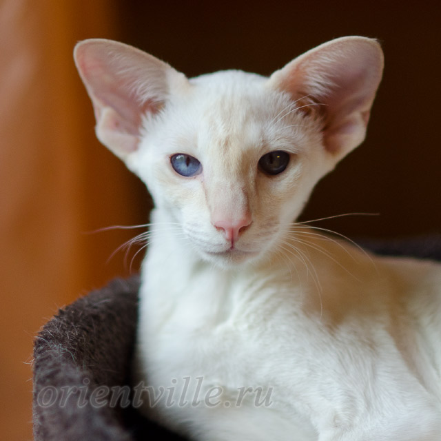Сиамский котенок. 6 мес