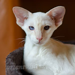 Сиамский котенок. 6 мес