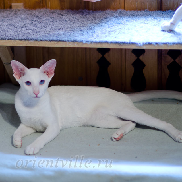 Сиамский котенок. 6 мес