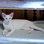 Сиамский котенок. 6 мес