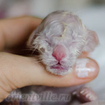 Сиамский котенок