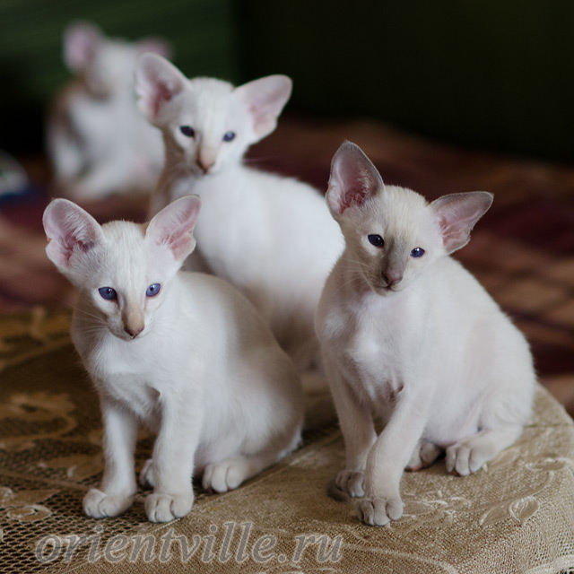 Сиамский котенок. 2 мес.