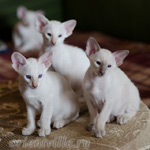 Сиамский котенок. 2 мес.