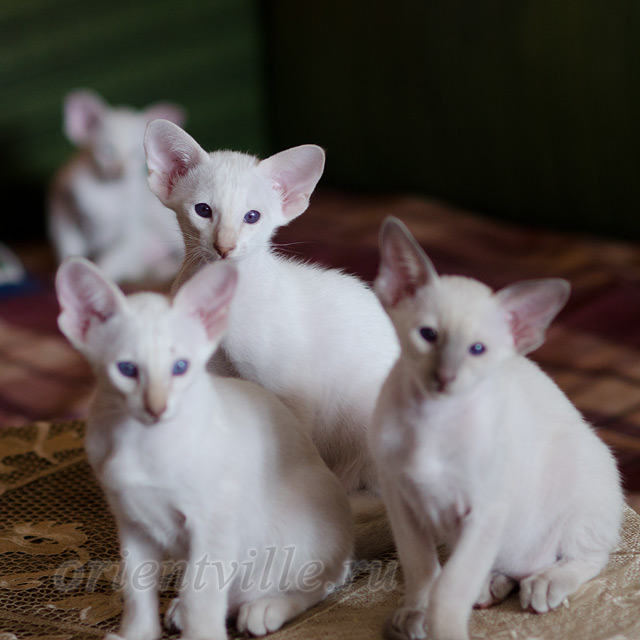 Сиамский котенок. 2 мес.