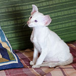 Сиамский котенок. 2 мес.