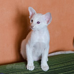 Сиамский котенок. 2 мес.