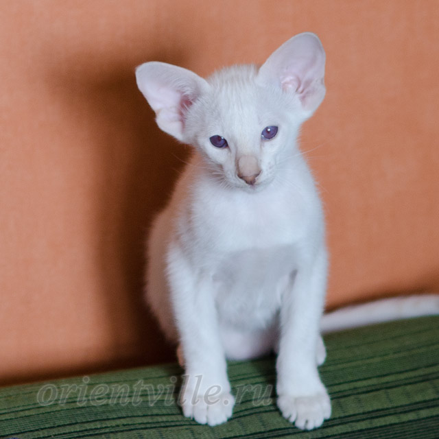 Сиамский котенок. 2 мес.
