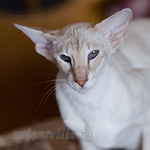 UA Made in Ukraine Regina (SIA c 21)