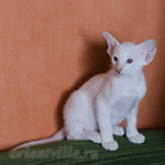 Сиамский котенок