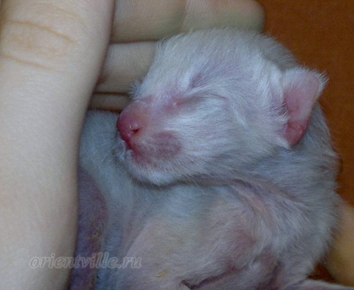 Новорожденный котенок