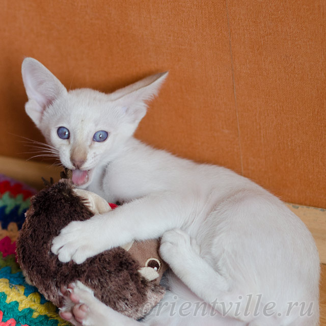 Сиамский котенок. 2 мес.